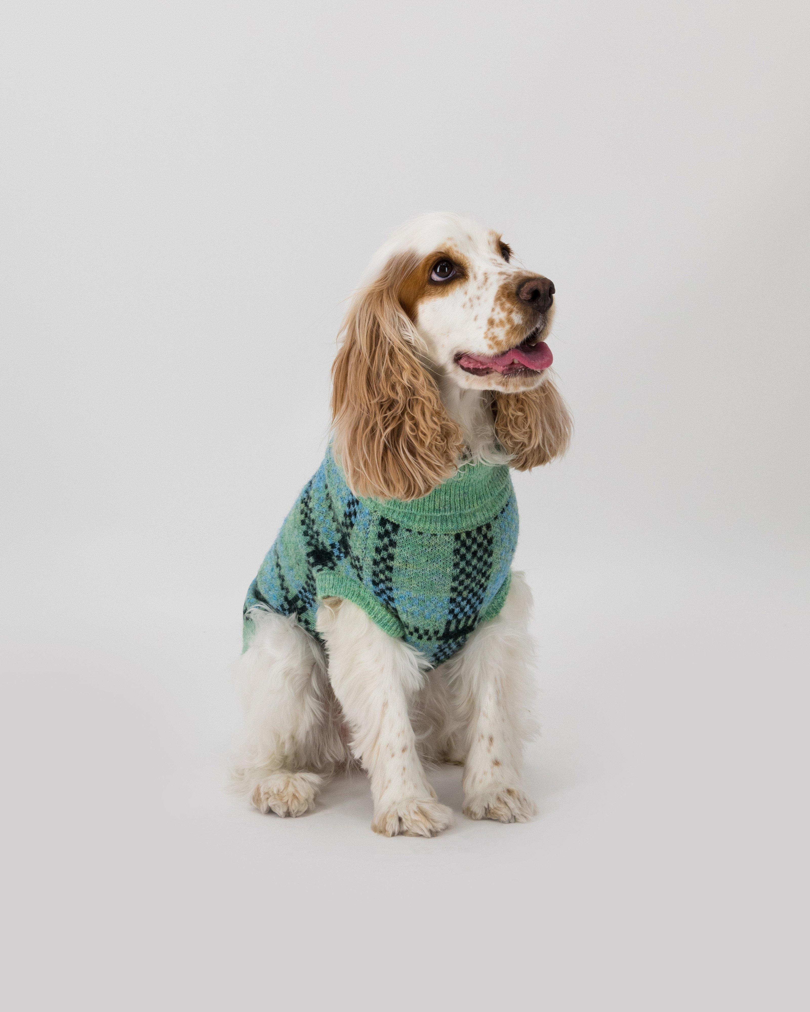 Poet shop dog sweater