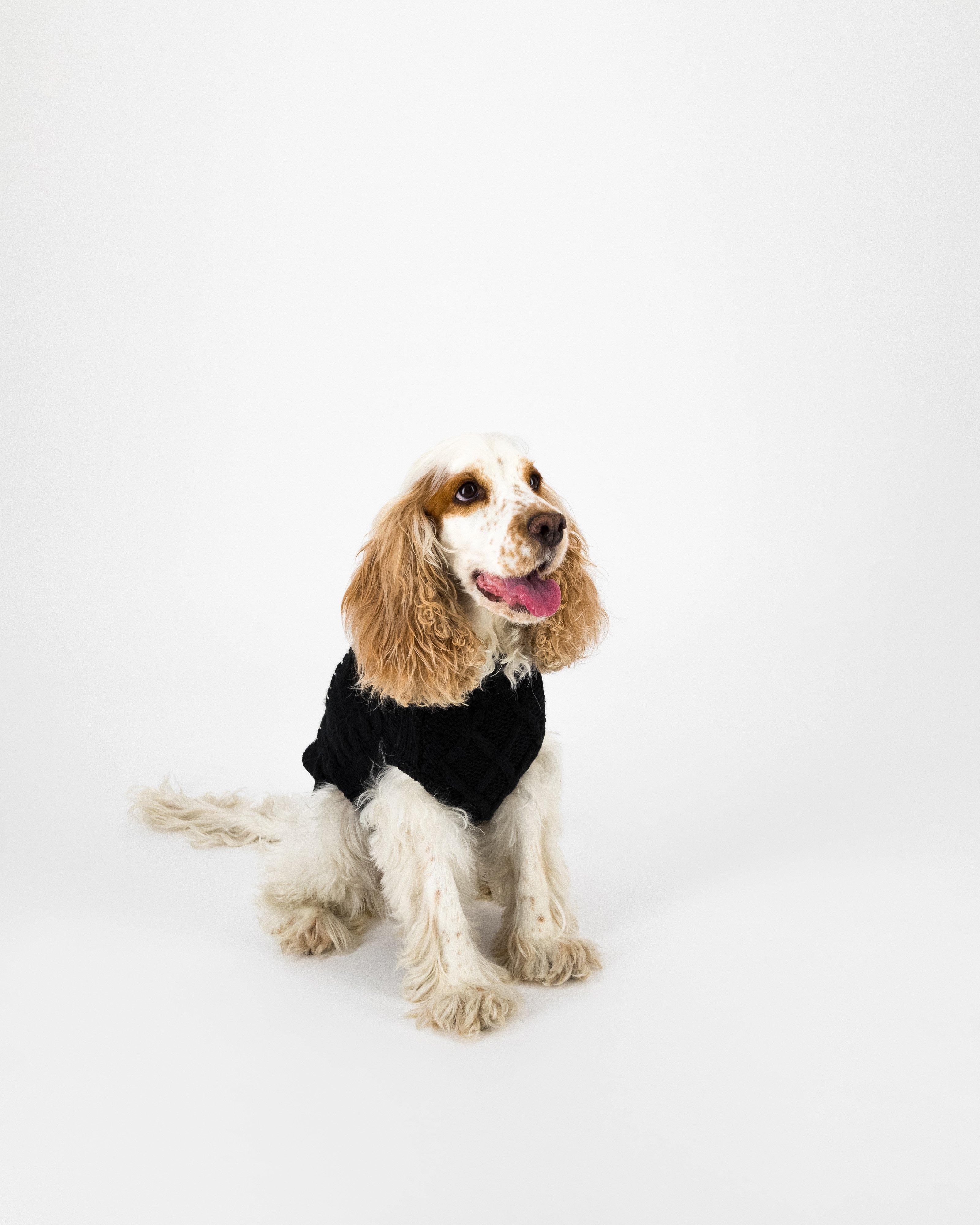 Rania Dog Jumper -  Black