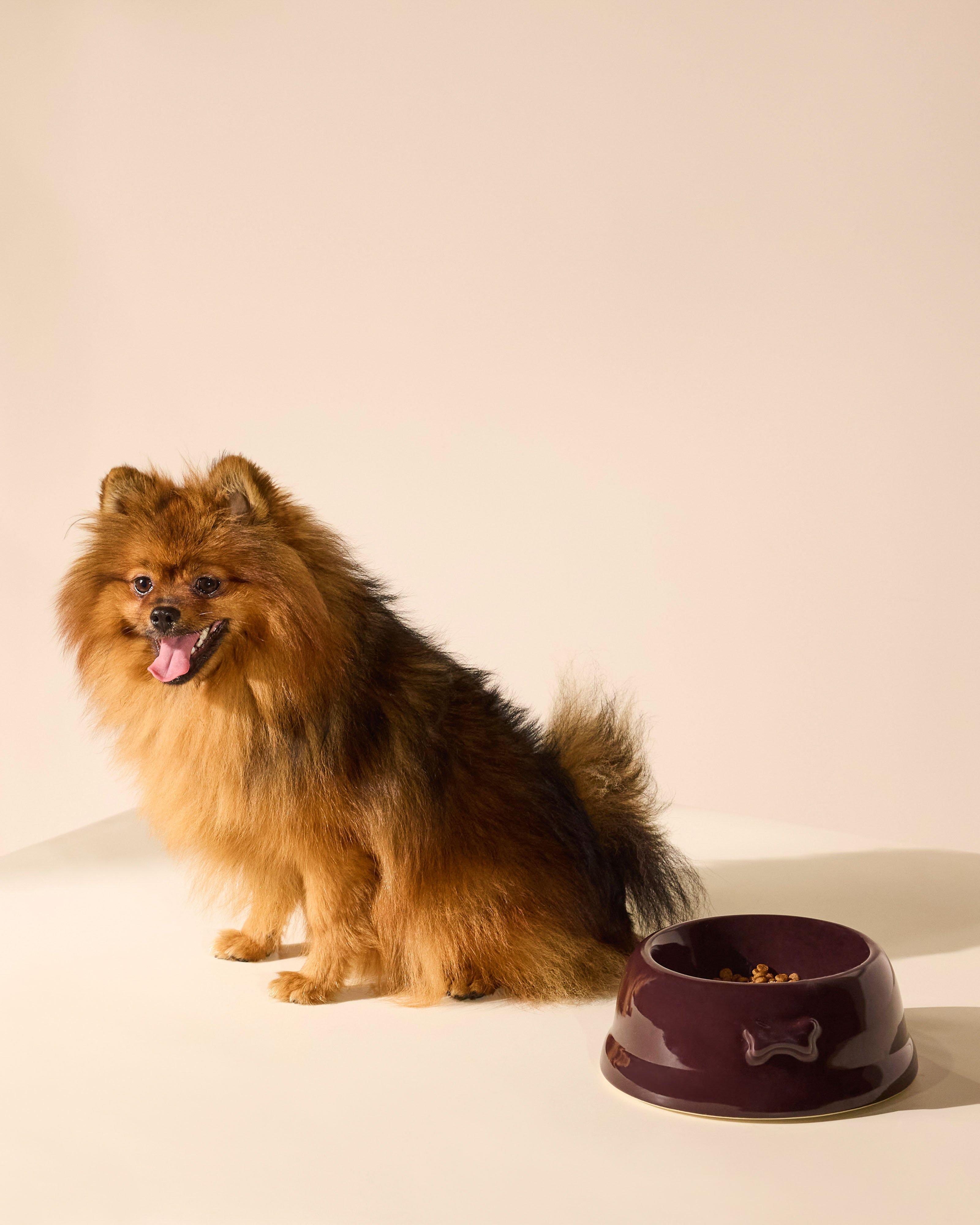 Ceramic Large Pet Bowl -  Burgundy